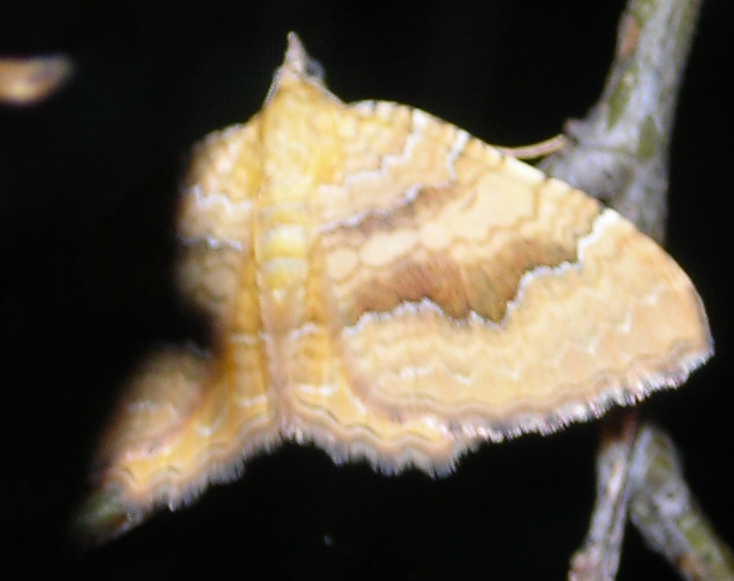 Camptogramma bilineata - variabilità cromatica